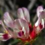 Tom Cat Clover (Trifolium willdenovii): A  widespread annual native clover that commonly  grows in grassy areas.